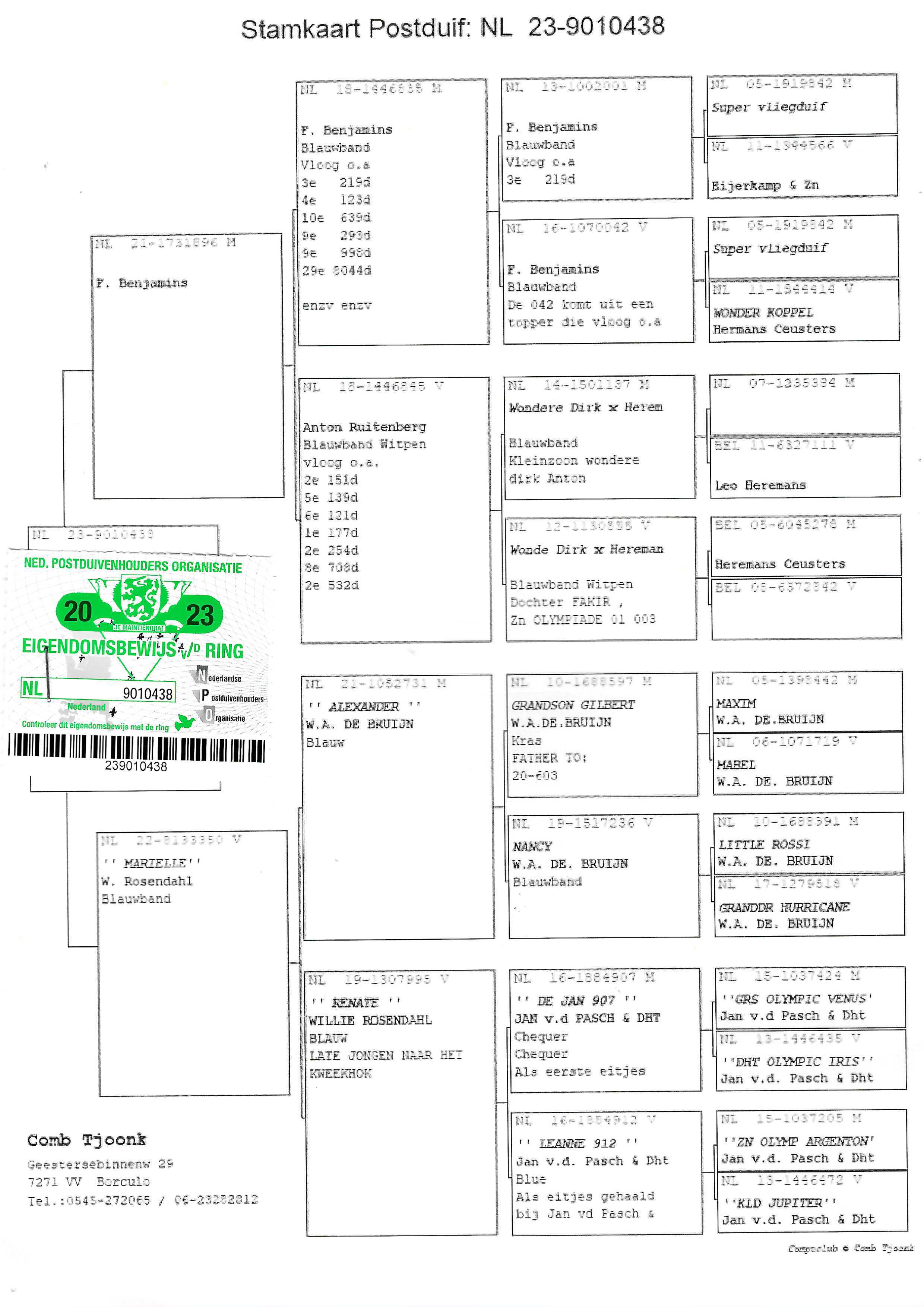 Pigeon pedigree image