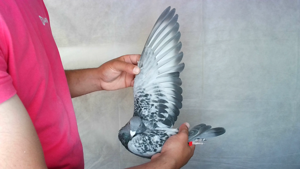 Pigeon image