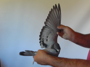 Pigeon image