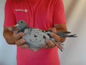 Pigeon image