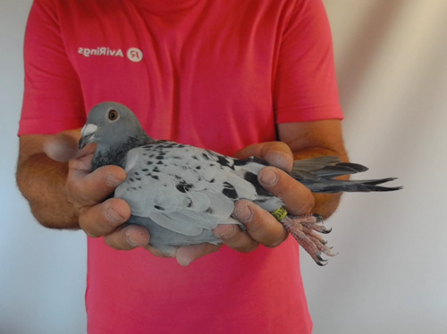 Pigeon image
