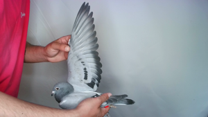 Pigeon image