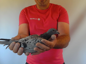 Pigeon image