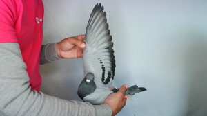 Pigeon image