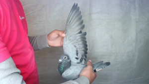 Pigeon image
