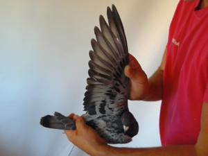Pigeon image