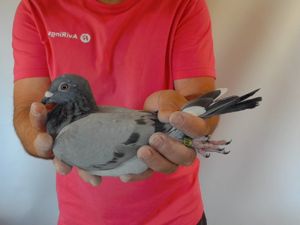 Pigeon image