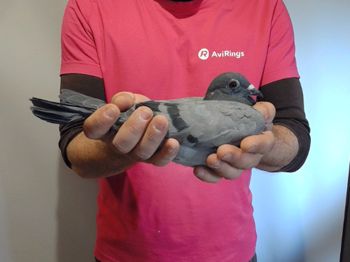 Pigeon image