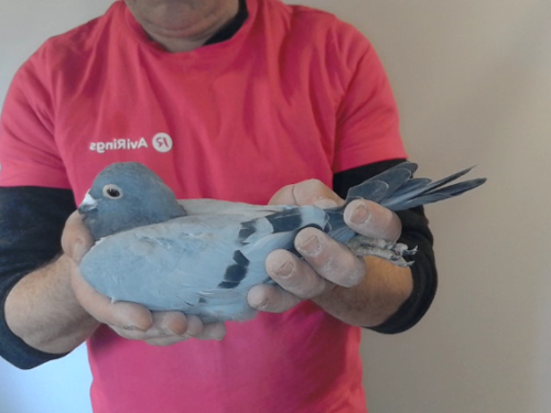 Pigeon image