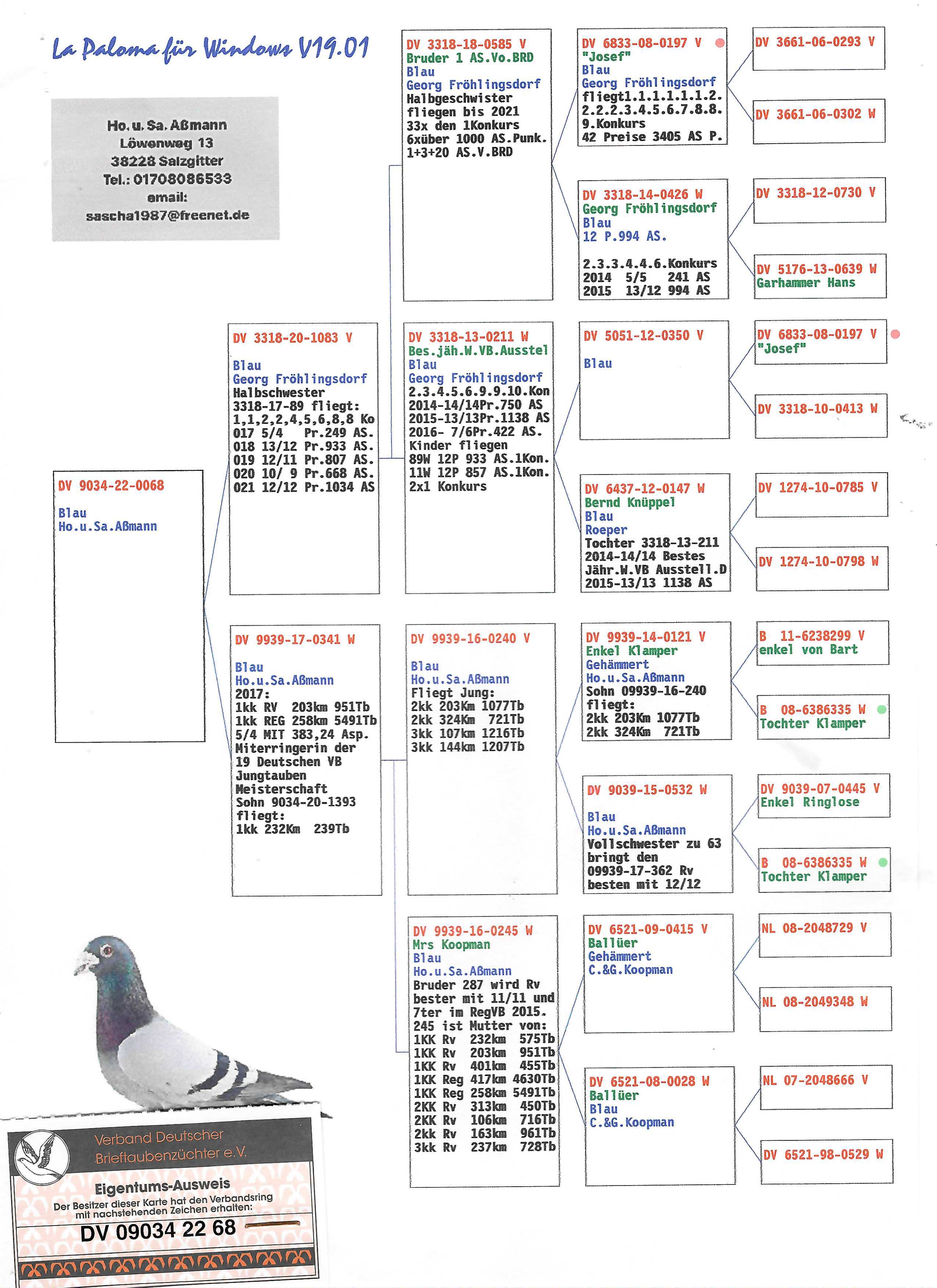 Pigeon pedigree image