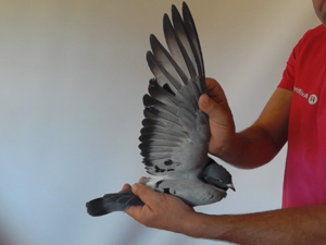 Pigeon image