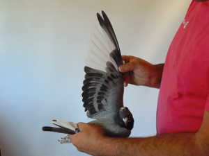 Pigeon image
