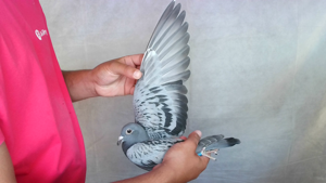 Pigeon image