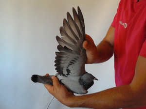 Pigeon image