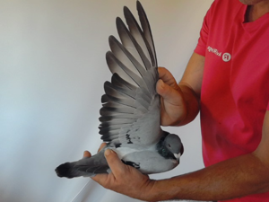 Pigeon image