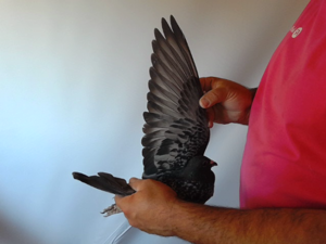 Pigeon image