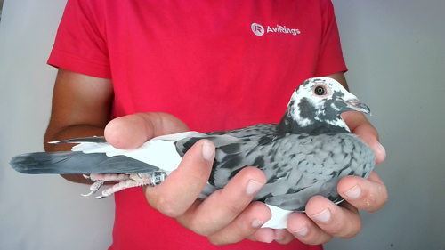 Pigeon image