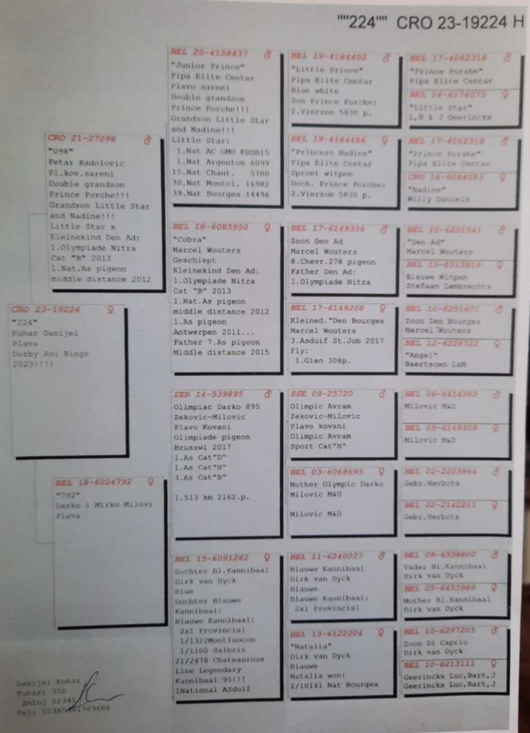 Pigeon pedigree image