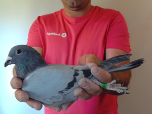 Pigeon image