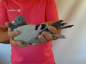 Pigeon image