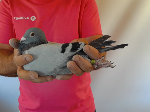 Pigeon image