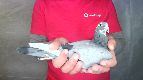 Pigeon image