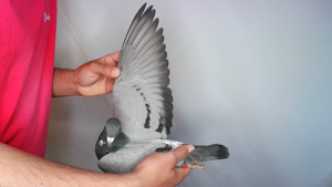 Pigeon image