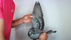 Pigeon image