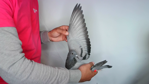 Pigeon image