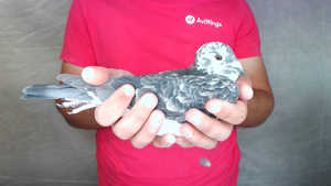 Pigeon image