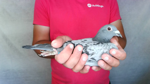 Pigeon image