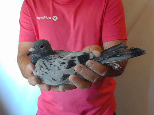 Pigeon image