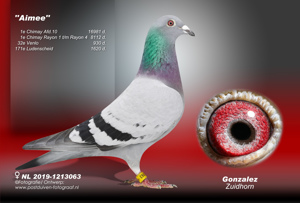 Pigeon image
