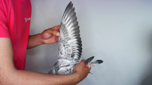 Pigeon image