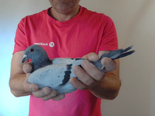 Pigeon image