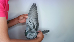 Pigeon image