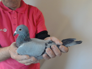 Pigeon image