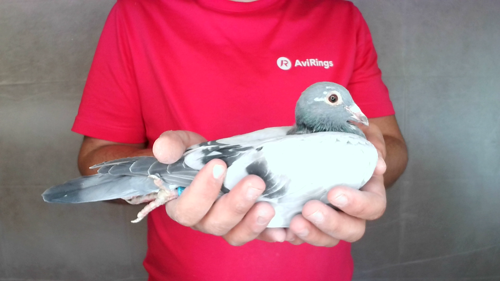 Pigeon image