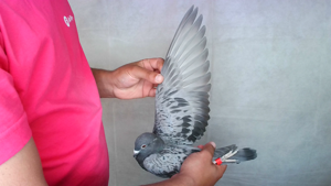 Pigeon image