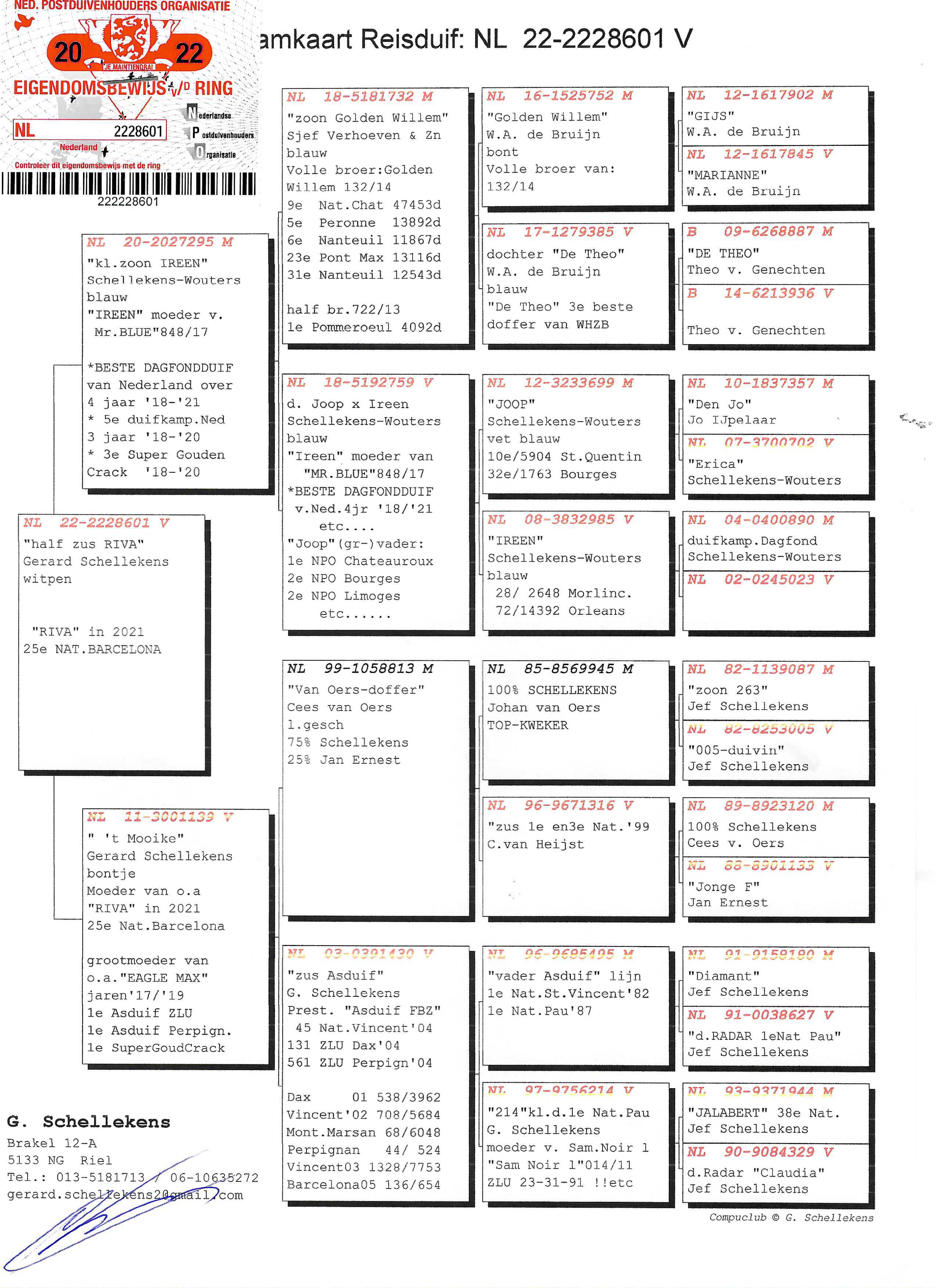 Pigeon pedigree image