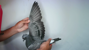 Pigeon image