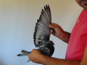 Pigeon image
