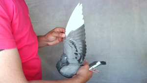 Pigeon image