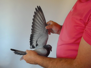 Pigeon image