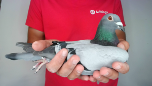 Pigeon image