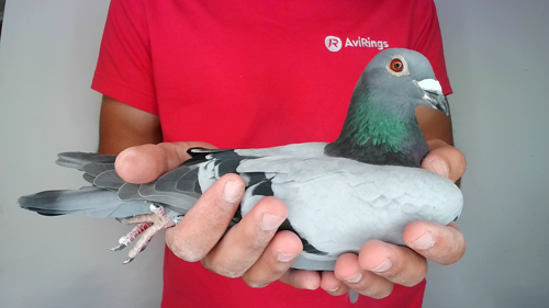 Pigeon image