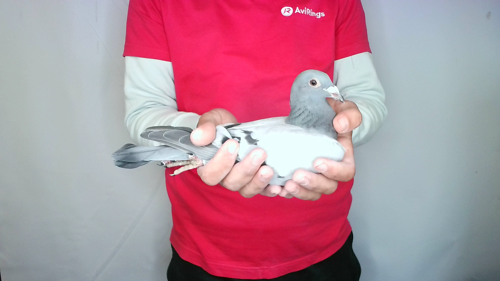 Pigeon image