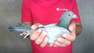 Pigeon image