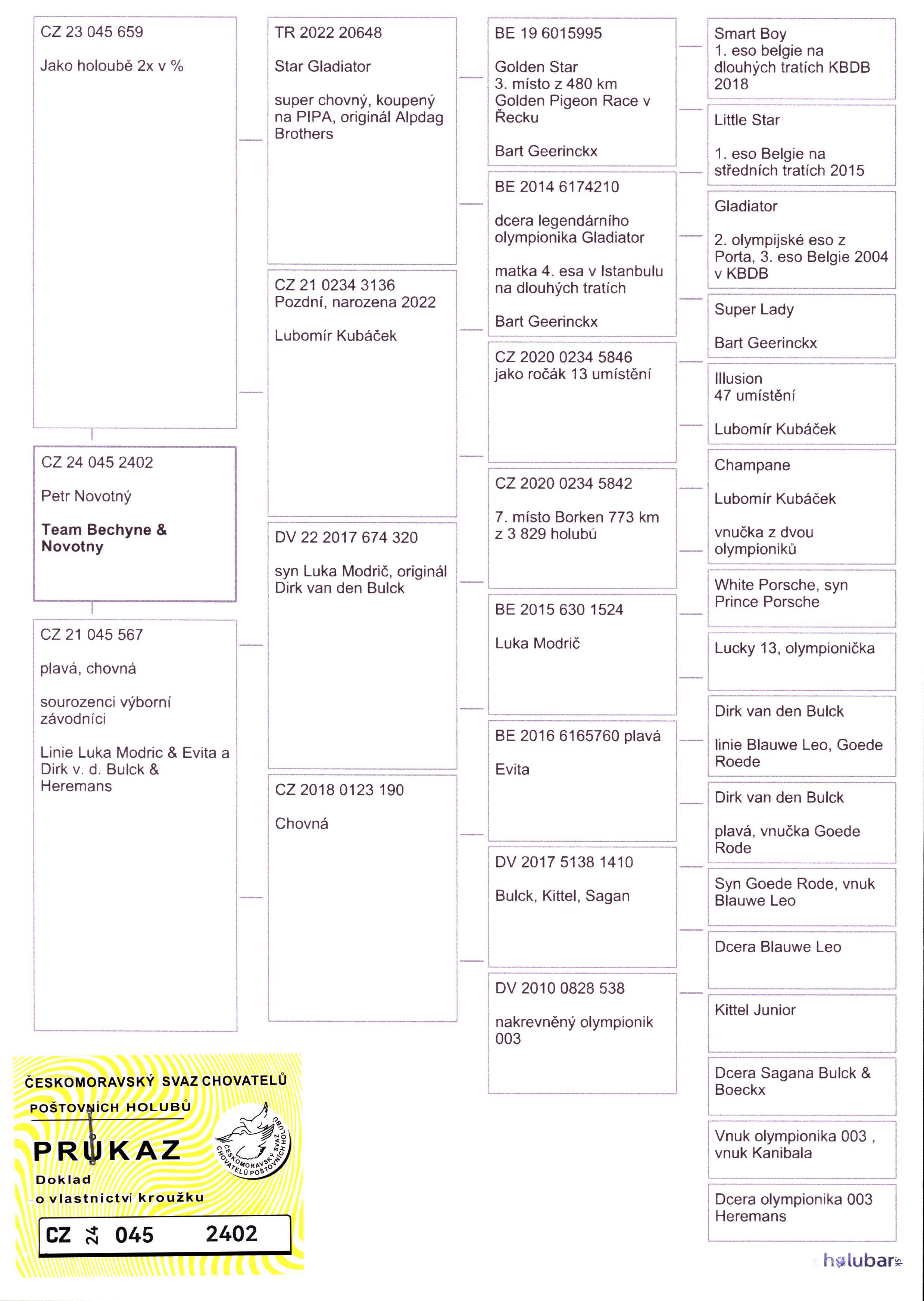 Pigeon pedigree image