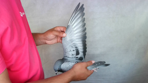 Pigeon image